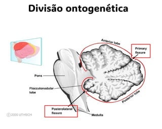 Divisão ontogenética
 