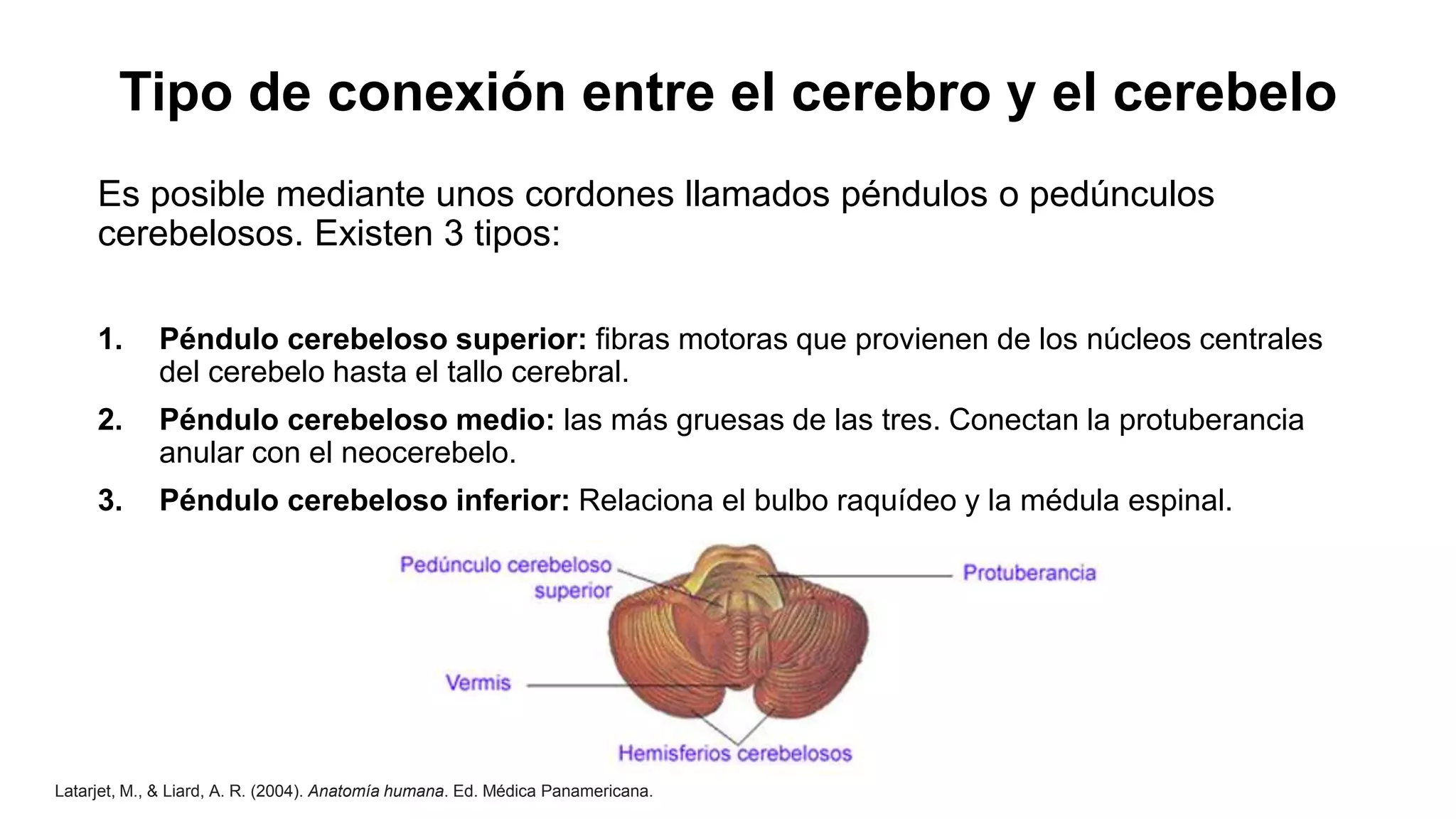 Penudo CEREBELO-CEREBRO.pptx