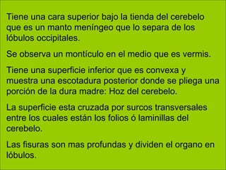 Tiene una cara superior bajo la tienda del cerebelo
que es un manto meníngeo que lo separa de los
lóbulos occipitales.
Se observa un montículo en el medio que es vermis.
Tiene una superficie inferior que es convexa y
muestra una escotadura posterior donde se pliega una
porción de la dura madre: Hoz del cerebelo.
La superficie esta cruzada por surcos transversales
entre los cuales están los folios ó laminillas del
cerebelo.
Las fisuras son mas profundas y dividen el organo en
lóbulos.
 