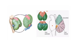 Comprehensive Overview of Cerebellum Anatomy and Function in ...