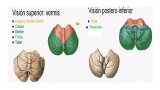 Comprehensive Overview of Cerebellum Anatomy and Function in ...