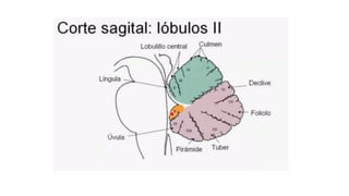 Comprehensive Overview of Cerebellum Anatomy and Function in ...
