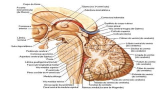 Comprehensive Overview of Cerebellum Anatomy and Function in ...