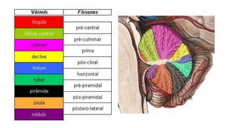 Comprehensive Overview of Cerebellum Anatomy and Function in ...