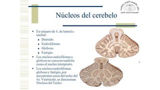 Comprehensive Overview of Cerebellum Anatomy and Function in ...