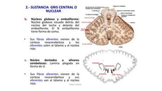 Comprehensive Overview of Cerebellum Anatomy and Function in ...