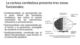 Comprehensive Overview of Cerebellum Anatomy and Function in ...