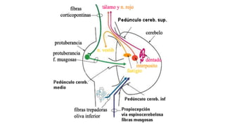 Comprehensive Overview of Cerebellum Anatomy and Function in ...