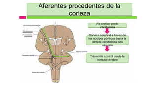 Comprehensive Overview of Cerebellum Anatomy and Function in ...