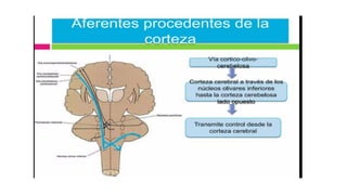 Comprehensive Overview of Cerebellum Anatomy and Function in ...
