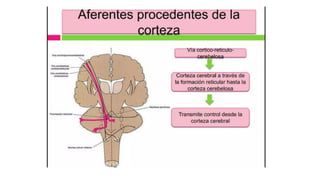 Comprehensive Overview of Cerebellum Anatomy and Function in ...