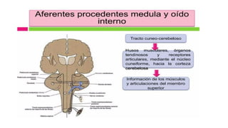 Comprehensive Overview of Cerebellum Anatomy and Function in ...