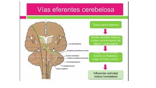 Comprehensive Overview of Cerebellum Anatomy and Function in ...
