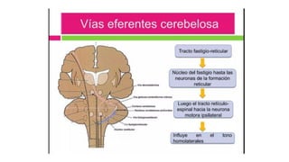 Comprehensive Overview of Cerebellum Anatomy and Function in ...
