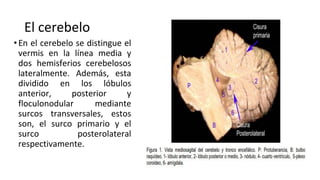 Comprehensive Overview of Cerebellum Anatomy and Function in ...