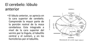 Comprehensive Overview of Cerebellum Anatomy and Function in ...