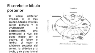 Comprehensive Overview of Cerebellum Anatomy and Function in ...