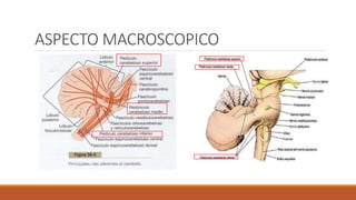 ASPECTO MACROSCOPICO
 