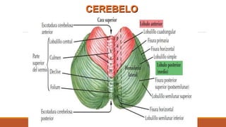 CEREBELO
 