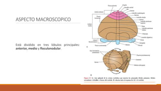 ASPECTO MACROSCOPICO
Está dividido en tres lóbulos principales:
anterior, medio y floculonodular.
 