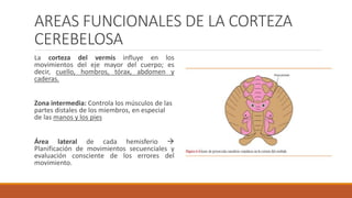 AREAS FUNCIONALES DE LA CORTEZA
CEREBELOSA
La corteza del vermis influye en los
movimientos del eje mayor del cuerpo; es
decir, cuello, hombros, tórax, abdomen y
caderas.
Zona intermedia: Controla los músculos de las
partes distales de los miembros, en especial
de las manos y los pies
Área lateral de cada hemisferio 
Planificación de movimientos secuenciales y
evaluación consciente de los errores del
movimiento.
 
