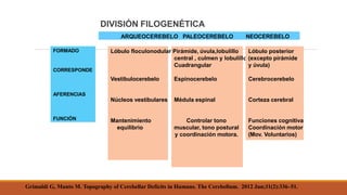 ARQUEOCEREBELO PALEOCEREBELO NEOCEREBELO
FORMADO
CORRESPONDE
AFERENCIAS
FUNCIÓN
Vestibulocerebelo
Núcleos vestibulares
Mantenimiento
equilibrio
Lóbulo floculonodular Pirámide, úvula,lobulillo
central , culmen y lobulillo
Cuadrangular
Espinocerebelo
Médula espinal
Controlar tono
muscular, tono postural
y coordinación motora.
Lóbulo posterior
(excepto pirámide
y úvula)
Cerebrocerebelo
Corteza cerebral
Funciones cognitiva
Coordinación motor
(Mov. Voluntarios)
DIVISIÓN FILOGENÉTICA
Grimaldi G, Manto M. Topography of Cerebellar Deficits in Humans. The Cerebellum. 2012 Jun;11(2):336–51.
 