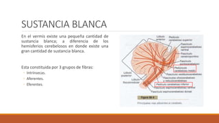 SUSTANCIA BLANCA
En el vermis existe una pequeña cantidad de
sustancia blanca; a diferencia de los
hemisferios cerebelosos en donde existe una
gran cantidad de sustancia blanca.
Esta constituida por 3 grupos de fibras:
◦ Intrínsecas.
◦ Aferentes.
◦ Eferentes.
 