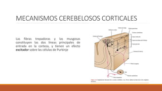 MECANISMOS CEREBELOSOS CORTICALES
Las fibras trepadoras y las musgosas
constituyen las dos líneas principales de
entrada en la corteza, y tienen un efecto
excitador sobre las células de Purkinje
 