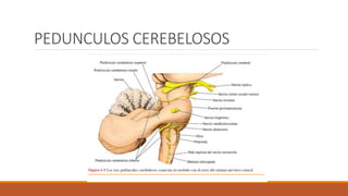 PEDUNCULOS CEREBELOSOS
 