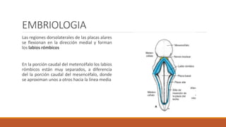 EMBRIOLOGIA
Las regiones dorsolaterales de las placas alares
se flexionan en la dirección medial y forman
los labios rómbicos
En la porción caudal del metencéfalo los labios
rómbicos están muy separados, a diferencia
del la porción caudal del mesencéfalo, donde
se aproximan unos a otros hacia la línea media
 