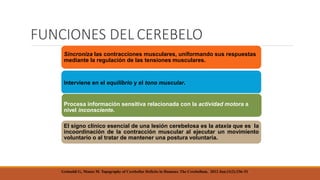 Sincroniza las contracciones musculares, uniformando sus respuestas
mediante la regulación de las tensiones musculares.
Interviene en el equilibrio y el tono muscular.
Procesa información sensitiva relacionada con la actividad motora a
nivel inconsciente.
El signo clínico esencial de una lesión cerebelosa es la ataxia que es la
incoordinación de la contracción muscular al ejecutar un movimiento
voluntario o al tratar de mantener una postura voluntaria.
FUNCIONES DEL CEREBELO
Grimaldi G, Manto M. Topography of Cerebellar Deficits in Humans. The Cerebellum. 2012 Jun;11(2):336–51
 