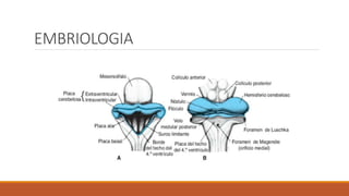 EMBRIOLOGIA
 