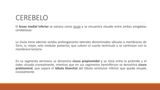 CEREBELO
El brazo medial inferior se conoce como úvula y se encuentra situado entre ambas amígdalas
cerebelosas
La úvula tiene además sendas prolongaciones laterales denominadas válvulas o membranas de
Tarin, o, mejor, velo medular posterior, que cubren el cuarto ventrículo y se continúan con la
membrana tectoria
En su segmento vermiano se denomina cisura prepiramidal y se sitúa entre la pirámide y el
tuber situado cranealmente, mientras que en sus segmentos hemisféricos se denomina cisura
prebiventral, que separa el lóbulo biventral del lóbulo semilunar inferior que queda situado
cranealmente
 