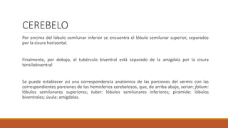 CEREBELO
Por encima del lóbulo semilunar inferior se encuentra el lóbulo semilunar superior, separados
por la cisura horizontal.
Finalmente, por debajo, el tubérculo biventral está separado de la amígdala por la cisura
tonsilobiventral
Se puede establecer así una correspondencia anatómica de las porciones del vermis con las
correspondientes porciones de los hemisferios cerebelosos, que, de arriba abajo, serían: folium:
lóbulos semilunares superiores; tuber: lóbulos semilunares inferiores; pirámide: lóbulos
biventrales; úvula: amígdalas.
 