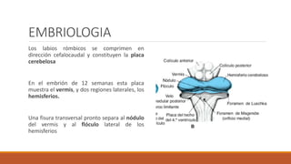 EMBRIOLOGIA
Los labios rómbicos se comprimen en
dirección cefalocaudal y constituyen la placa
cerebelosa
En el embrión de 12 semanas esta placa
muestra el vermis, y dos regiones laterales, los
hemisferios.
Una fisura transversal pronto separa al nódulo
del vermis y al flóculo lateral de los
hemisferios
 