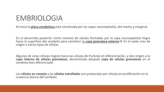 EMBRIOLOGIA
Al inicio la placa cerebelosa está constituida por las capas neuroepitelial, del manto y marginal.
En el desarrollo posterior cierto número de células formadas por la capa neuroepitelial migra
hacia la superficie del cerebelo para constituir la capa granulosa externa En el sexto mes da
origen a varios tipos de células
Algunas de estas células migran hacia las células de Purkinje en diferenciación, y dan origen a la
capa interna de células granulosas, denominada después capa de células granulosas en el
cerebelo bien diferenciado
Las células en canasta y las células estrelladas son producidas por células en proliferación en la
sustancia blanca del cerebelo
 