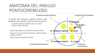 ANATOMIA DEL ANGULO
PONTOCEREBELOSO
El fondo del conducto auditivo interno está
dividido en dos partes, por la cresta transversa:
◦ La mitad superior se divide por una cresta
vertical o barra de Bell
Acceso quirúrgico al conducto auditivo interno:
Resecar la cara posterior del meato y del conducto
auditivo interno
Aloja el bucle meatal de la AICA
Cuadrante anterosuperior
Cuadrante
anteroinferior
Cuadrante posterosuperior
Cuadrante posteroinferior
 
