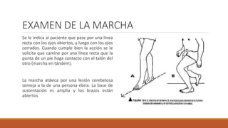 EXAMEN DE LA MARCHA
Se le indica al paciente que pase por una línea
recta con los ojos abiertos, y luego con los ojos
cerrados. Cuando cumple bien la acción se le
solicita que camine por una línea recta que la
punta de un pie haga contacto con el talón del
otro (marcha en tándem).
La marcha atáxica por una lesión cerebelosa
semeja a la de una persona ebria. La base de
sustentación es amplia y los brazos están
abiertos
 