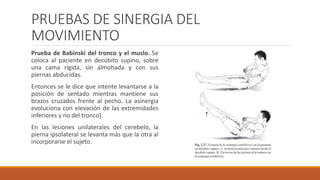 PRUEBAS DE SINERGIA DEL
MOVIMIENTO
Prueba de Babinski del tronco y el muslo. Se
coloca al paciente en decúbito supino, sobre
una cama rígida, sin almohada y con sus
piernas abducidas.
Entonces se le dice que intente levantarse a la
posición de sentado mientras mantiene sus
brazos cruzados frente al pecho. La asinergia
evoluciona con elevación de las extremidades
inferiores y no del tronco).
En las lesiones unilaterales del cerebelo, la
pierna ipsolateral se levanta más que la otra al
incorporarse el sujeto.
 