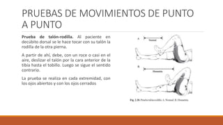 PRUEBAS DE MOVIMIENTOS DE PUNTO
A PUNTO
Prueba de talón-rodilla. Al paciente en
decúbito dorsal se le hace tocar con su talón la
rodilla de la otra pierna.
A partir de ahí, debe, con un roce o casi en el
aire, deslizar el talón por la cara anterior de la
tibia hasta el tobillo. Luego se sigue el sentido
contrario.
La prueba se realiza en cada extremidad, con
los ojos abiertos y con los ojos cerrados
 