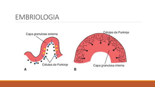 EMBRIOLOGIA
 