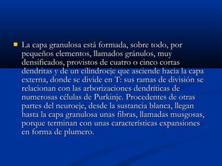  LLaa ccaappaa ggrraannuulloossaa eessttáá ffoorrmmaaddaa,, ssoobbrree ttooddoo,, ppoorr 
ppeeqquueeññooss eelleemmeennttooss,, llllaammaaddooss ggrráánnuullooss,, mmuuyy 
ddeennssiiffiiccaaddooss,, pprroovviissttooss ddee ccuuaattrroo oo cciinnccoo ccoorrttaass 
ddeennddrriittaass yy ddee uunn cciilliinnddrrooeejjee qquuee aasscciieennddee hhaacciiaa llaa ccaappaa 
eexxtteerrnnaa,, ddoonnddee ssee ddiivviiddee eenn TT:: ssuuss rraammaass ddee ddiivviissiióónn ssee 
rreellaacciioonnaann ccoonn llaass aarrbboorriizzaacciioonneess ddeennddrrííttiiccaass ddee 
nnuummeerroossaass ccéélluullaass ddee PPuurrkkiinnjjee.. PPrroocceeddeenntteess ddee oottrraass 
ppaarrtteess ddeell nneeuurrooeejjee,, ddeessddee llaa ssuussttaanncciiaa bbllaannccaa,, lllleeggaann 
hhaassttaa llaa ccaappaa ggrraannuulloossaa uunnaass ffiibbrraass,, llllaammaaddaass mmuussggoossaass,, 
ppoorrqquuee tteerrmmiinnaann ccoonn uunnaass ccaarraacctteerrííssttiiccaass eexxppaannssiioonneess 
eenn ffoorrmmaa ddee pplluummeerroo.. 
 