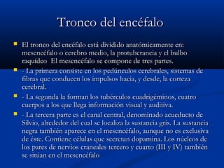 TTrroonnccoo ddeell eennccééffaalloo 
 EEll ttrroonnccoo ddeell eennccééffaalloo eessttáá ddiivviiddiiddoo aannaattóómmiiccaammeennttee eenn:: 
mmeesseennccééffaalloo oo cceerreebbrroo mmeeddiioo,, llaa pprroottuubbeerraanncciiaa yy eell bbuullbboo 
rraaqquuííddeeoo EEll mmeesseennccééffaalloo ssee ccoommppoonnee ddee ttrreess ppaarrtteess.. 
 -- LLaa pprriimmeerraa ccoonnssiissttee eenn llooss ppeeddúúnnccuullooss cceerreebbrraalleess,, ssiisstteemmaass ddee 
ffiibbrraass qquuee ccoonndduucceenn llooss iimmppuullssooss hhaacciiaa,, yy ddeessddee,, llaa ccoorrtteezzaa 
cceerreebbrraall.. 
 -- LLaa sseegguunnddaa llaa ffoorrmmaann llooss ttuubbéérrccuullooss ccuuaaddrriiggéémmiinnooss,, ccuuaattrroo 
ccuueerrppooss aa llooss qquuee lllleeggaa iinnffoorrmmaacciióónn vviissuuaall yy aauuddiittiivvaa.. 
 -- LLaa tteerrcceerraa ppaarrttee eess eell ccaannaall cceennttrraall,, ddeennoommiinnaaddoo aaccuueedduuccttoo ddee 
SSiillvviioo,, aallrreeddeeddoorr ddeell ccuuaall ssee llooccaalliizzaa llaa ssuussttaanncciiaa ggrriiss.. LLaa ssuussttaanncciiaa 
nneeggrraa ttaammbbiiéénn aappaarreeccee eenn eell mmeesseennccééffaalloo,, aauunnqquuee nnoo eess eexxcclluussiivvaa 
ddee ééssttee.. CCoonnttiieennee ccéélluullaass qquuee sseeccrreettaann ddooppaammiinnaa.. LLooss nnúúcclleeooss ddee 
llooss ppaarreess ddee nneerrvviiooss ccrraanneeaalleess tteerrcceerroo yy ccuuaarrttoo ((IIIIII yy IIVV)) ttaammbbiiéénn 
ssee ssiittúúaann eenn eell mmeesseennccééffaalloo 
 