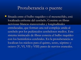PPrroottuubbeerraanncciiaa oo ppuueennttee 
 SSiittuuaaddaa eennttrree eell bbuullbboo rraaqquuííddeeoo yy eell mmeesseennccééffaalloo,, eessttáá 
llooccaalliizzaaddaa eennffrreennttee ddeell cceerreebbeelloo.. CCoonnssiissttee eenn ffiibbrraass 
nneerrvviioossaass bbllaannccaass ttrraannssvveerrssaalleess yy lloonnggiittuuddiinnaalleess 
eennttrreellaazzaaddaass,, qquuee ffoorrmmaann uunnaa rreedd ccoommpplleejjaa uunniiddaa aall 
cceerreebbeelloo ppoorr llooss ppeeddúúnnccuullooss cceerreebbeelloossooss mmeeddiiooss.. EEssttee 
ssiisstteemmaa iinnttrriinnccaaddoo ddee ffiibbrraass ccoonneeccttaa eell bbuullbboo rraaqquuííddeeoo 
ccoonn llooss hheemmiissffeerriiooss cceerreebbrraalleess.. EEnn llaa pprroottuubbeerraanncciiaa ssee 
llooccaalliizzaann llooss nnúúcclleeooss ppaarraa eell qquuiinnttoo,, sseexxttoo,, ssééppttiimmoo yy 
ooccttaavvoo ((VV,, VVII,, VVIIII yy VVIIIIII)) ppaarreess ddee nneerrvviiooss ccrraanneeaalleess.. 
 