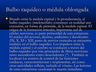 BBuullbboo rraaqquuííddeeoo oo mméédduullaa oobblloonnggaaddaa 
 SSiittuuaaddoo eennttrree llaa mméédduullaa eessppiinnaall yy llaa pprroottuubbeerraanncciiaa,, eell 
bbuullbboo rraaqquuííddeeoo ((mmiieelleennccééffaalloo)) ccoonnssttiittuuyyee eenn rreeaalliiddaadd uunnaa 
eexxtteennssiióónn,, eenn ffoorrmmaa ddee ppiirráámmiiddee,, ddee llaa mméédduullaa eessppiinnaall.. EEll 
oorriiggeenn ddee llaa ffoorrmmaacciióónn rreettiiccuullaarr,, iimmppoorrttaannttee rreedd ddee 
ccéélluullaass nneerrvviioossaass,, eess ppaarrttee pprriimmoorrddiiaall ddee eessttaa eessttrruuccttuurraa.. 
EEll nnúúcclleeoo ddeell nnoovveennoo,, ddéécciimmoo,, uunnddéécciimmoo yy dduuooddéécciimmoo 
((IIXX,, XX,, XXII yy XXIIII)) ppaarreess ddee nneerrvviiooss ccrraanneeaalleess ssee eennccuueennttrraa 
ttaammbbiiéénn eenn eell bbuullbboo rraaqquuííddeeoo.. LLooss iimmppuullssooss eennttrree llaa 
mméédduullaa eessppiinnaall yy eell cceerreebbrroo ssee ccoonndduucceenn aa ttrraavvééss ddeell 
bbuullbboo rraaqquuííddeeoo ppoorr vvííaass pprriinncciippaalleess ddee ffiibbrraass nneerrvviioossaass 
ttaannttoo aasscceennddeenntteess ccoommoo ddeesscceennddeenntteess ((**)) .. TTaammbbiiéénn ssee 
llooccaalliizzaann llooss cceennttrrooss ddee ccoonnttrrooll ddee llaass ffuunncciioonneess 
ccaarrddiiaaccaass,, vvaassooccoonnssttrriiccttoorraass yy rreessppiirraattoorriiaass,, aassíí ccoommoo 
oottrraass aaccttiivviiddaaddeess rreefflleejjaass,, iinncclluuiiddoo eell vvóómmiittoo.. LLaass lleessiioonneess 
ddee eessttaass eessttrruuccttuurraass ooccaassiioonnaann llaa mmuueerrttee iinnmmeeddiiaattaa.. 
 