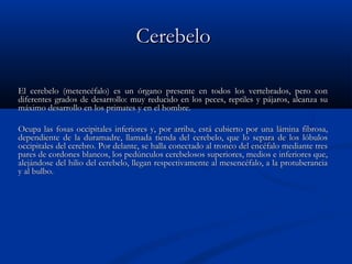 CCeerreebbeelloo 
EEll cceerreebbeelloo ((mmeetteennccééffaalloo)) eess uunn óórrggaannoo pprreesseennttee eenn ttooddooss llooss vveerrtteebbrraaddooss,, ppeerroo ccoonn 
ddiiffeerreenntteess ggrraaddooss ddee ddeessaarrrroolllloo:: mmuuyy rreedduucciiddoo eenn llooss ppeecceess,, rreeppttiilleess yy ppáájjaarrooss,, aallccaannzzaa ssuu 
mmááxxiimmoo ddeessaarrrroolllloo eenn llooss pprriimmaatteess yy eenn eell hhoommbbrree.. 
OOccuuppaa llaass ffoossaass oocccciippiittaalleess iinnffeerriioorreess yy,, ppoorr aarrrriibbaa,, eessttáá ccuubbiieerrttoo ppoorr uunnaa lláámmiinnaa ffiibbrroossaa,, 
ddeeppeennddiieennttee ddee llaa dduurraammaaddrree,, llllaammaaddaa ttiieennddaa ddeell cceerreebbeelloo,, qquuee lloo sseeppaarraa ddee llooss llóóbbuullooss 
oocccciippiittaalleess ddeell cceerreebbrroo.. PPoorr ddeellaannttee,, ssee hhaallllaa ccoonneeccttaaddoo aall ttrroonnccoo ddeell eennccééffaalloo mmeeddiiaannttee ttrreess 
ppaarreess ddee ccoorrddoonneess bbllaannccooss,, llooss ppeeddúúnnccuullooss cceerreebbeelloossooss ssuuppeerriioorreess,, mmeeddiiooss ee iinnffeerriioorreess qquuee,, 
aalleejjáánnddoossee ddeell hhiilliioo ddeell cceerreebbeelloo,, lllleeggaann rreessppeeccttiivvaammeennttee aall mmeesseennccééffaalloo,, aa llaa pprroottuubbeerraanncciiaa 
yy aall bbuullbboo.. 
 