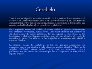 CCeerreebbeelloo 
Tiene forma de elipsoide aplanado en sentido vertical, con un diámetro transversal 
de unos 9 cm., anteroposterior de unos 6 cm., y vertical de unos 5 cm. Está formado 
esencialmente por tres partes: una central, llamada lóbulo medio, y dos laterales, que 
constituyen los lóbulos laterales o hemisferios cerebelosos. 
En la superficie inferior del cerebelo, el vermis cerebeloso presenta anteriormente 
una eminencia redondeada, llamada úvula. Para poder observar por completo la 
superficie inferior del vermis cerebeloso, hay que separar los dos lóbulos de los 
hemisferios cerebelosos, llamados amígdalas que, al estar adosados al vermis, lo 
esconden en parte. Por delante de las amígdalas se encuentran dos lobulillos 
llamados flóculos. 
La superficie externa del cerebelo no es lisa, sino que está interrumpida por 
numerosos surcos que dividen a cada lóbulo en muchos lobulillos (lóbulo de la 
amígdala, del flóculo, lóbulo cuadrado, etc.)(); otros más numerosos y menos 
profundos, son las láminas del cerebelo que dan a la superficie un característico 
aspecto estriado 
 