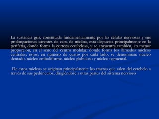 La sustancia gris, constituida fundamentalmente ppoorr llaass ccéélluullaass nneerrvviioossaass yy ssuuss 
pprroolloonnggaacciioonneess ccaarreenntteess ddee ccaappaa ddee mmiieelliinnaa,, eessttáá ddiissppuueessttaa pprriinncciippaallmmeennttee eenn llaa 
ppeerriiffeerriiaa,, ddoonnddee ffoorrmmaa llaa ccoorrtteezzaa cceerreebbeelloossaa,, yy ssee eennccuueennttrraa ttaammbbiiéénn,, eenn mmeennoorr 
pprrooppoorrcciióónn,, eenn eell sseennoo ddeell cceennttrroo mmeedduullaarr,, ddoonnddee ffoorrmmaa llooss llllaammaaddooss nnúúcclleeooss 
cceennttrraalleess;; ééssttooss,, eenn nnúúmmeerroo ddee ccuuaattrroo ppoorr ccaaddaa llaaddoo,, ssee ddeennoommiinnaann:: nnúúcclleeoo 
ddeennttaaddoo,, nnúúcclleeoo eemmbboolliiffoorrmmee,, nnúúcclleeoo gglloobbuulloossoo yy nnúúcclleeoo tteeggmmeennttaall.. 
DDee eessttooss nnúúcclleeooss ssee oorriiggiinnaann pprriinncciippaallmmeennttee llooss ttrraaccttooss qquuee ssaalleenn ddeell cceerreebbeelloo aa 
ttrraavvééss ddee ssuuss ppeeddúúnnccuullooss,, ddiirriiggiiéénnddoossee aa oottrraass ppaarrtteess ddeell ssiisstteemmaa nneerrvviioossoo 
 