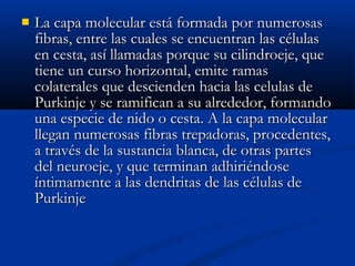  La capa molecular eessttáá ffoorrmmaaddaa ppoorr nnuummeerroossaass 
ffiibbrraass,, eennttrree llaass ccuuaalleess ssee eennccuueennttrraann llaass ccéélluullaass 
eenn cceessttaa,, aassíí llllaammaaddaass ppoorrqquuee ssuu cciilliinnddrrooeejjee,, qquuee 
ttiieennee uunn ccuurrssoo hhoorriizzoonnttaall,, eemmiittee rraammaass 
ccoollaatteerraalleess qquuee ddeesscciieennddeenn hhaacciiaa llaass cceelluullaass ddee 
PPuurrkkiinnjjee yy ssee rraammiiffiiccaann aa ssuu aallrreeddeeddoorr,, ffoorrmmaannddoo 
uunnaa eessppeecciiee ddee nniiddoo oo cceessttaa.. AA llaa ccaappaa mmoolleeccuullaarr 
lllleeggaann nnuummeerroossaass ffiibbrraass ttrreeppaaddoorraass,, pprroocceeddeenntteess,, 
aa ttrraavvééss ddee llaa ssuussttaanncciiaa bbllaannccaa,, ddee oottrraass ppaarrtteess 
ddeell nneeuurrooeejjee,, yy qquuee tteerrmmiinnaann aaddhhiirriiéénnddoossee 
íínnttiimmaammeennttee aa llaass ddeennddrriittaass ddee llaass ccéélluullaass ddee 
PPuurrkkiinnjjee 
 