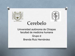 Cerebelo
Universidad autónoma de Chiapas
facultad de medicina humana
Grupo d
Brenda Ruiz Hernández
 